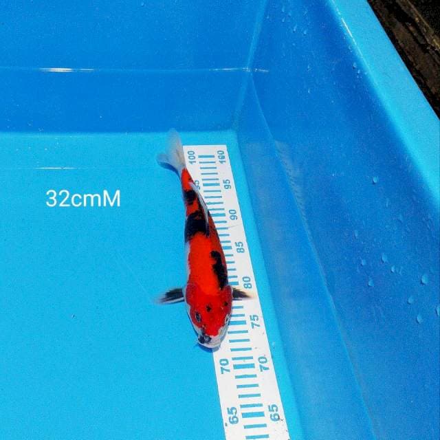 hishowa 32cm