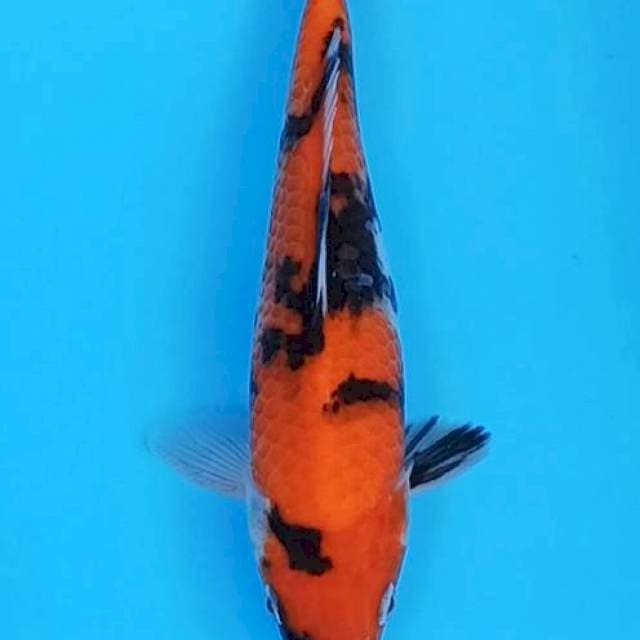 Hi showa minimalis 22cm