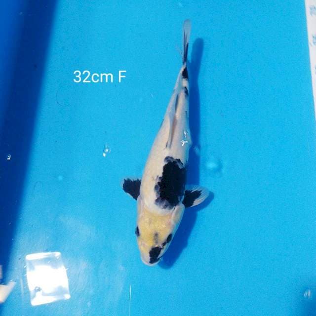 siro 32cm 
