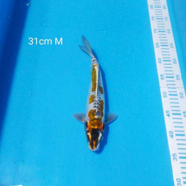 kiko 31cm male