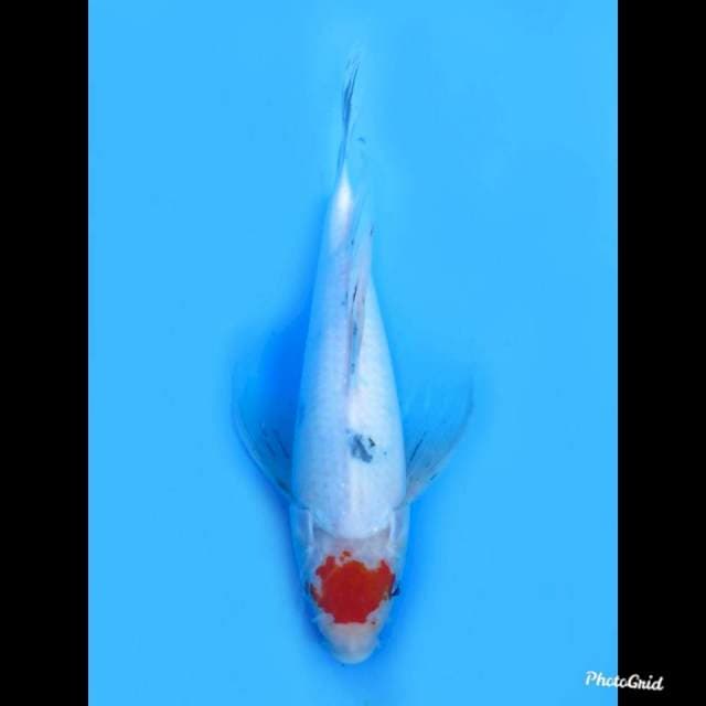 30cm ,Male , Tancho Kumpay