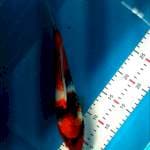 SHOWA 30CM