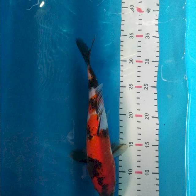 HI SHOWA 30CM