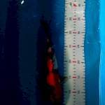 HI SHOWA 30CM