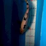 SHIRO 30CM