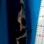 Goromo 35cm