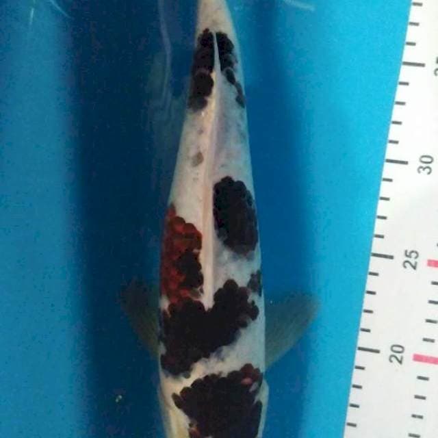 Goromo 35cm