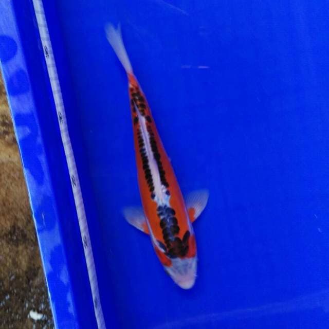 My honey 24cm male