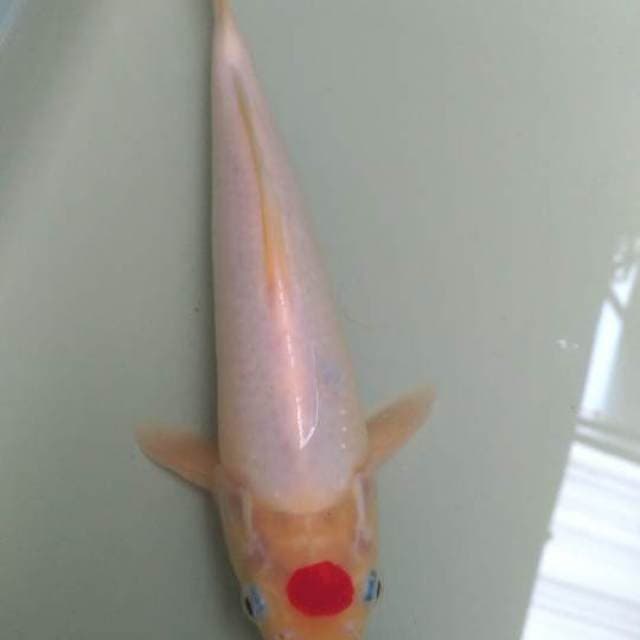 Tancho kohaku original 