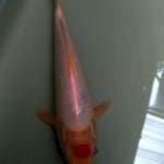 Tancho kohaku original 