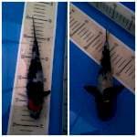 Mix dua ekor  original 