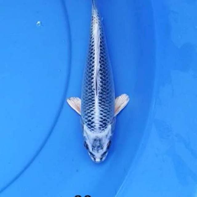 Gin matshuba 20 cm