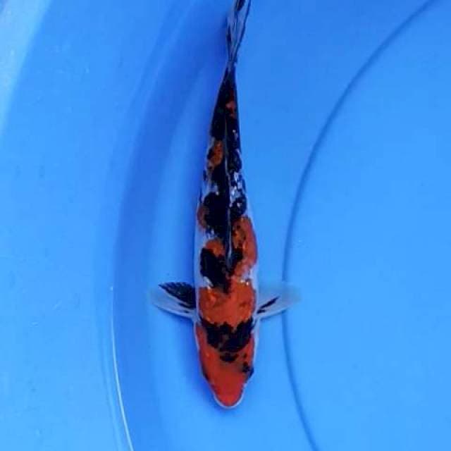 Sanke ginrin 20 cm