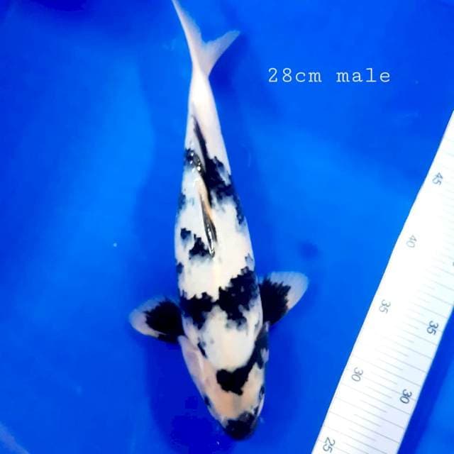 Shiro 28 cm