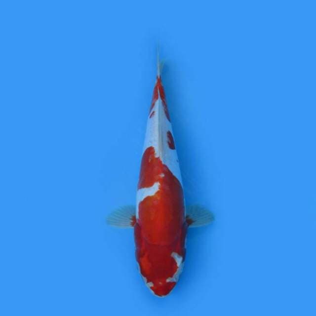 BKS ( KIKUSHUI 34 CM )