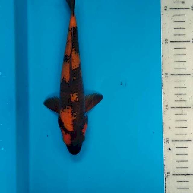 Utsuri 26cm