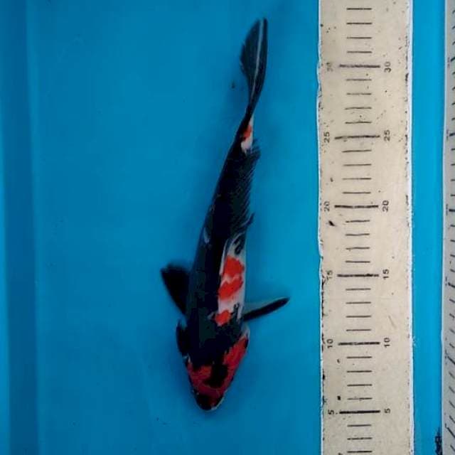 Showa antik bos 27cm