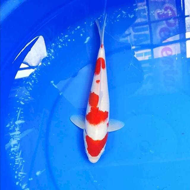 Kohaku