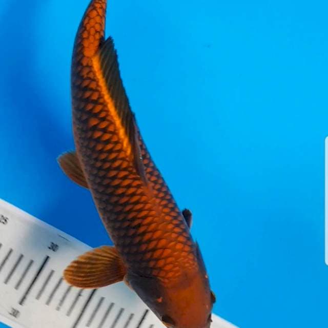 Cagoi tembaga ring rapi 35 cm