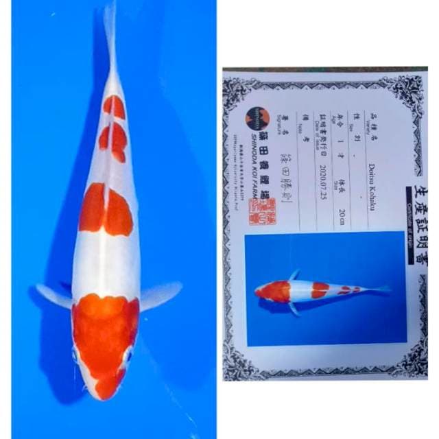 Kohaku Import Serti Shinoda 