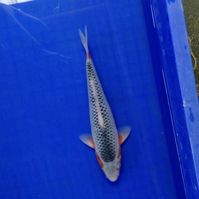 Asanti male 24cm