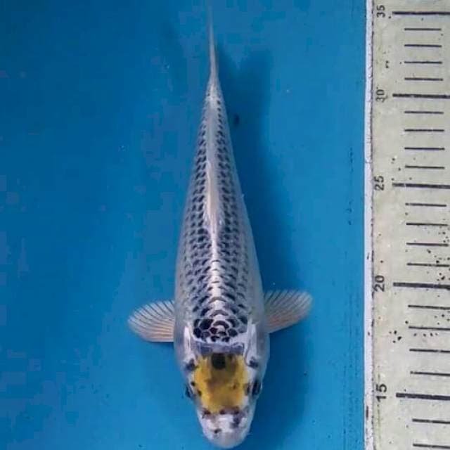 Tancho kujaku 21cm