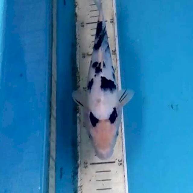 Bekko 22cm