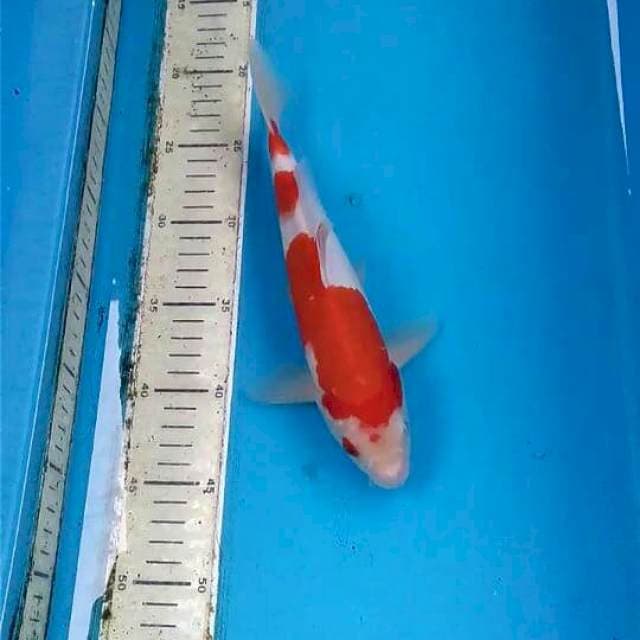 Kohaku 26cm
