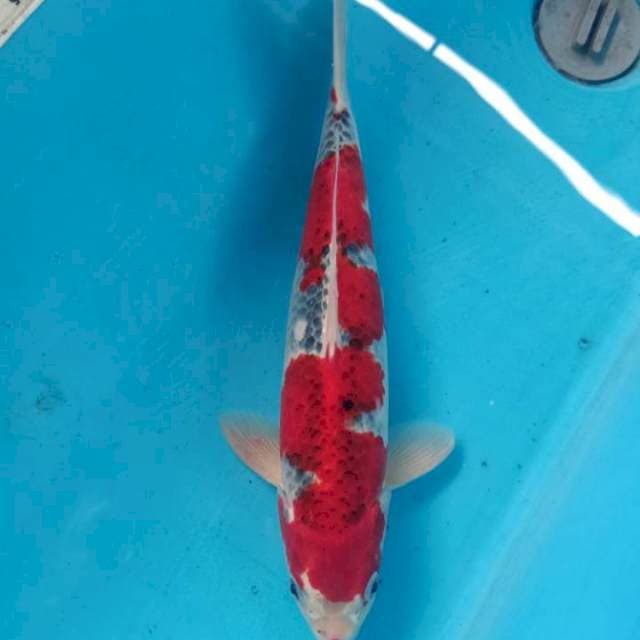 Goshiki 35cm