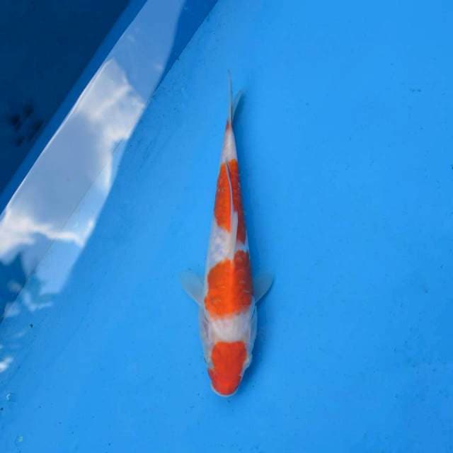 Kohaku Aragoke F1