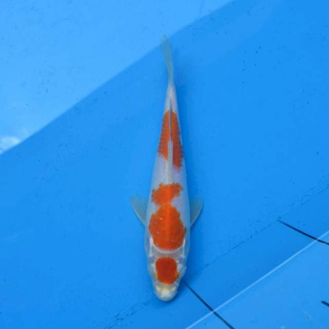 Maruten Kohaku Ori F1