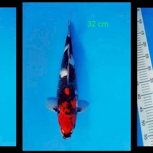Showa 32 cm