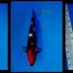 Showa 32 cm