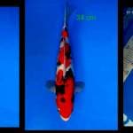 Sanke 34 cm