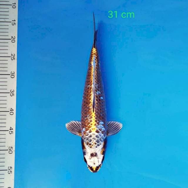 Antique 31 cm