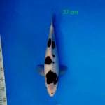 Budho Goromo 37 cm