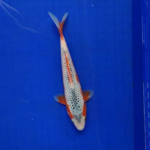 Asanti male 23cm