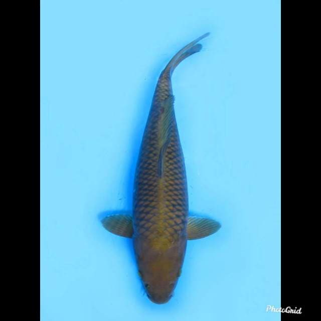 32cm , Female , Chagoi Tembaga