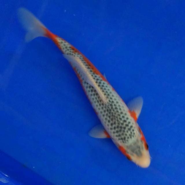 Asant 24cm