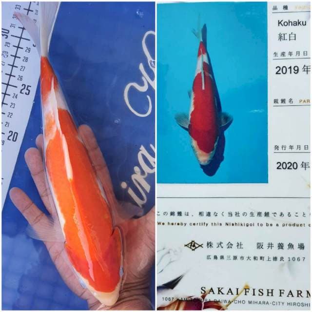 Sakai Kohaku, 31cm