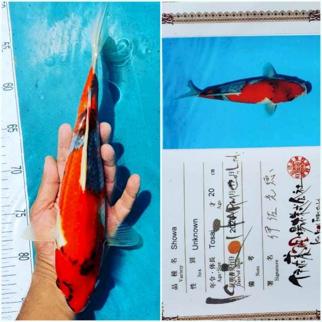 Showa Isa, 35cm