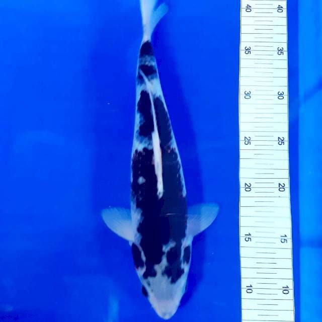 Goromo male 34cm