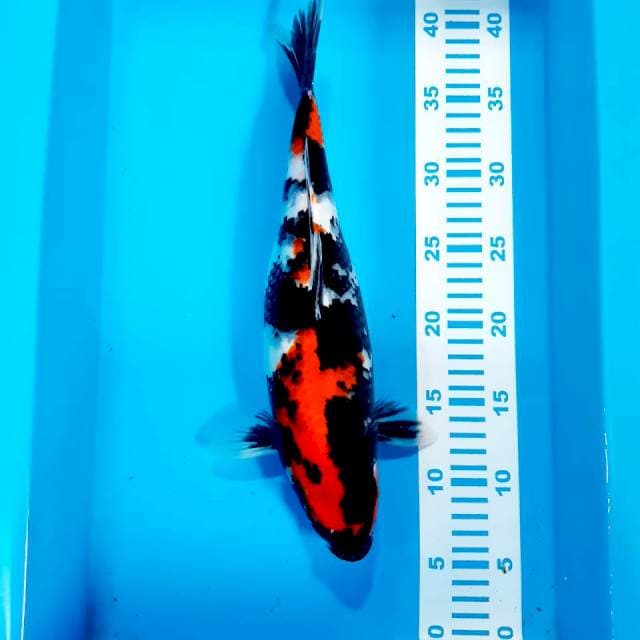 Showa mening 35cm