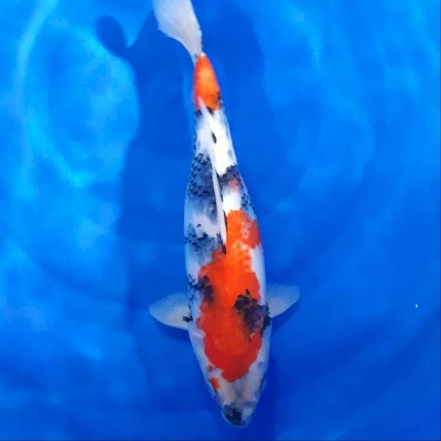 Showa 40 cm