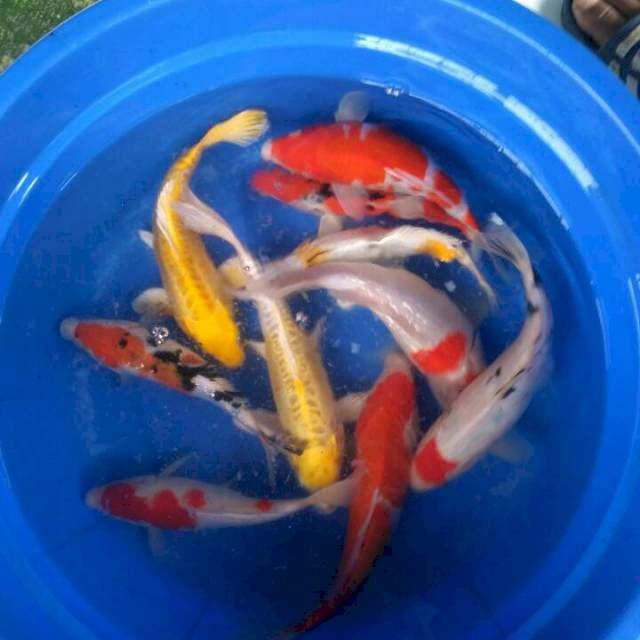 Sk mix