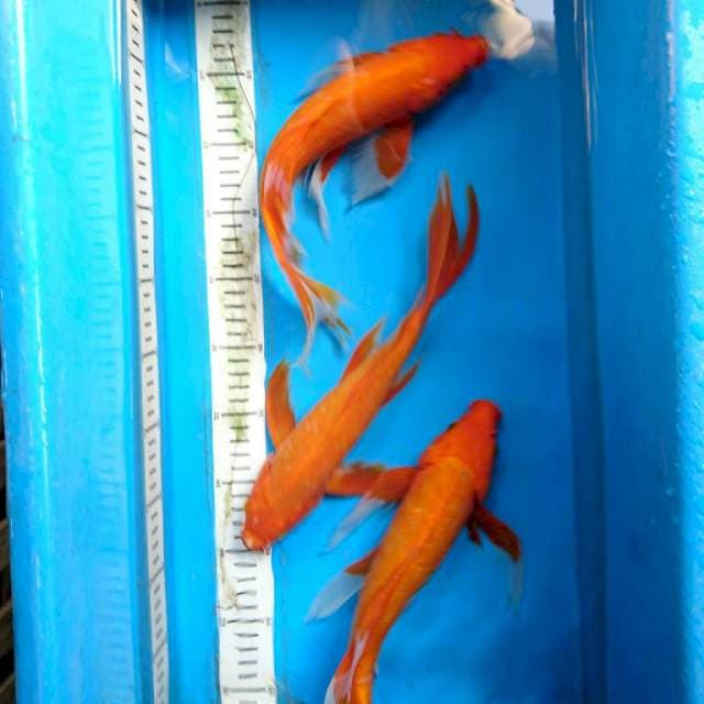 KUMPAY AakA HAJIRO 30,32,33 cm