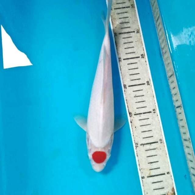 Tancho Kohaku, 28 cm