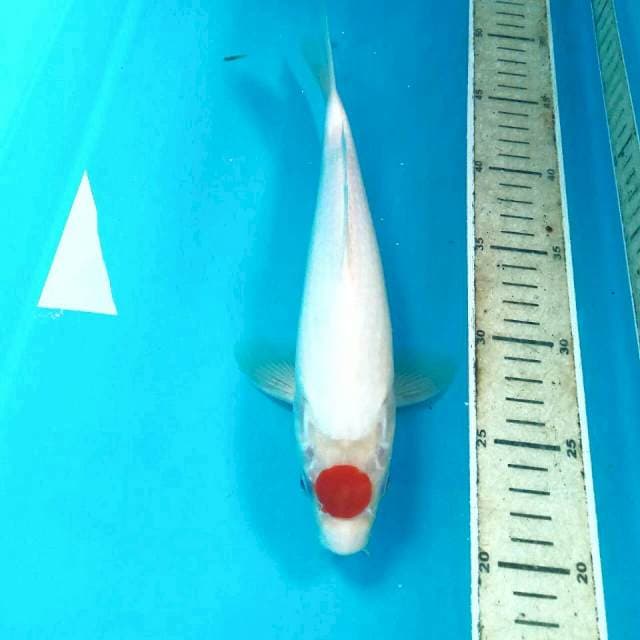 Tancho Kohaku, 27 cm