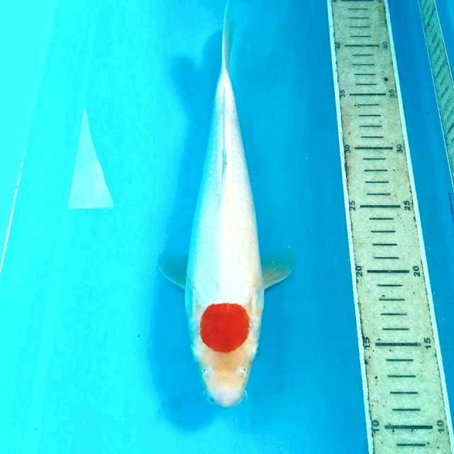Tancho Kohaku, 31 cm