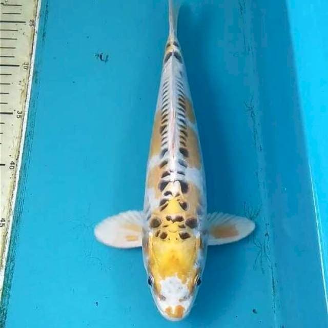 Doitsu Hariwake 31cm Male